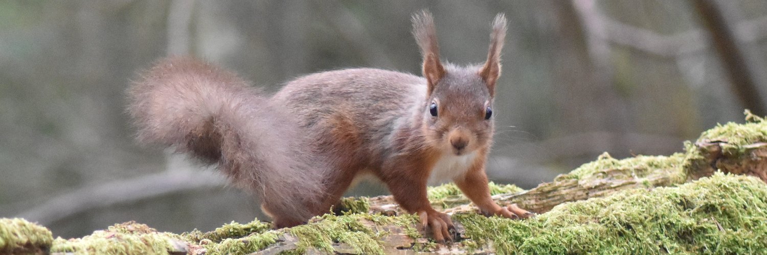 Save our Red Squirrels banner