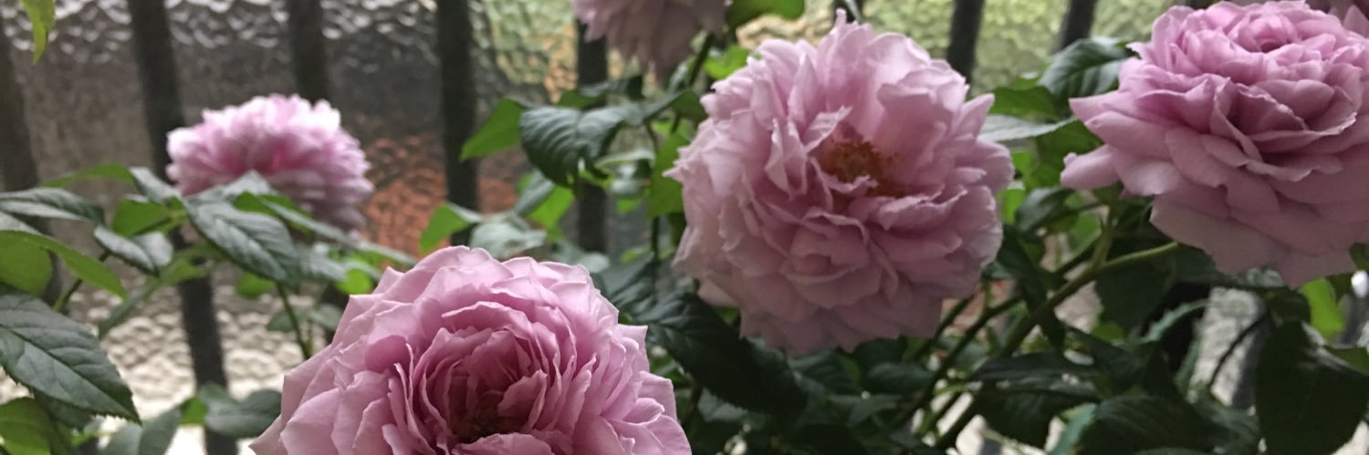 miu_t's profile banner image