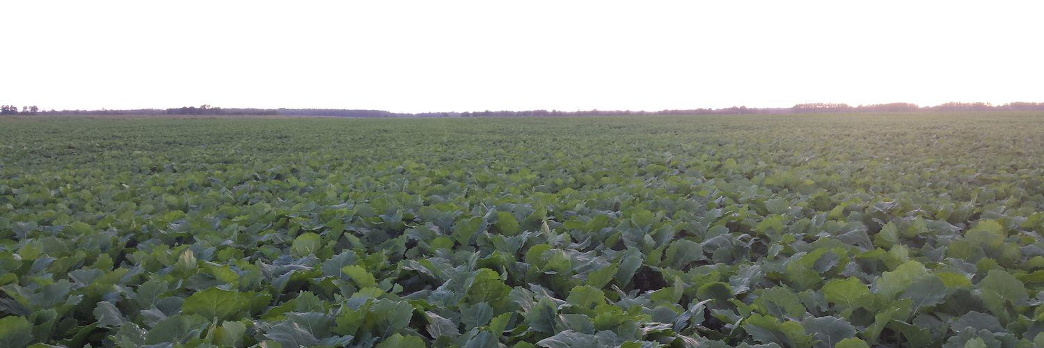 David Boerchers banner