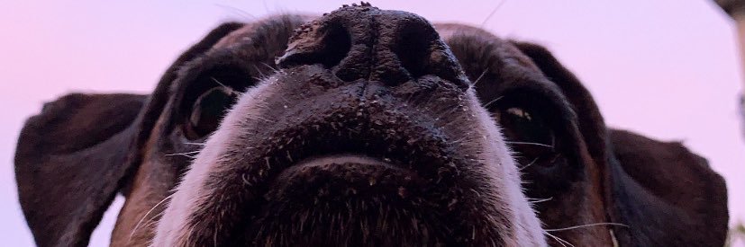 SiaraAnn's profile banner image