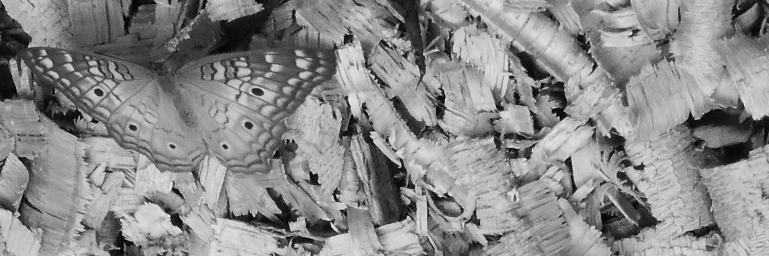 TainaTrujillo's profile banner image