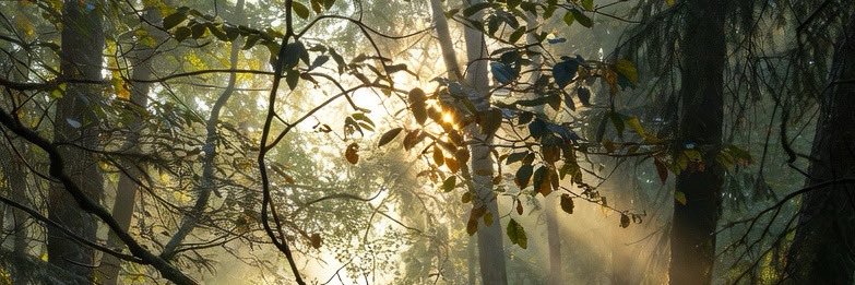 Guillermo Raimund VII 🌿 (HE-HIS) banner