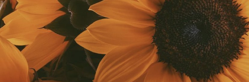 Shelbysimmons__'s profile banner image