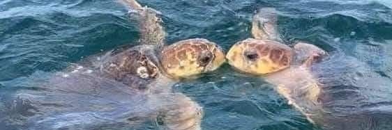 Turtles1417's profile banner image