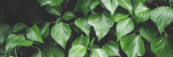 highvibetribes Profile Banner