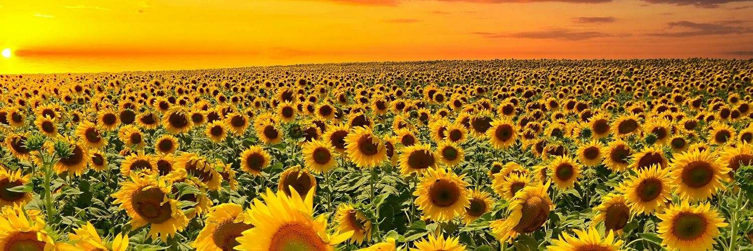 BaskeyFagu1's profile banner image