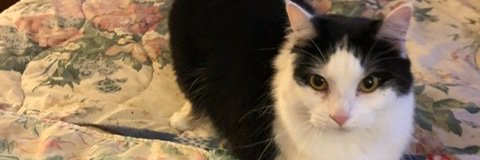AcadiaScott's profile banner image