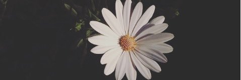 Nadia_MPP's profile banner image