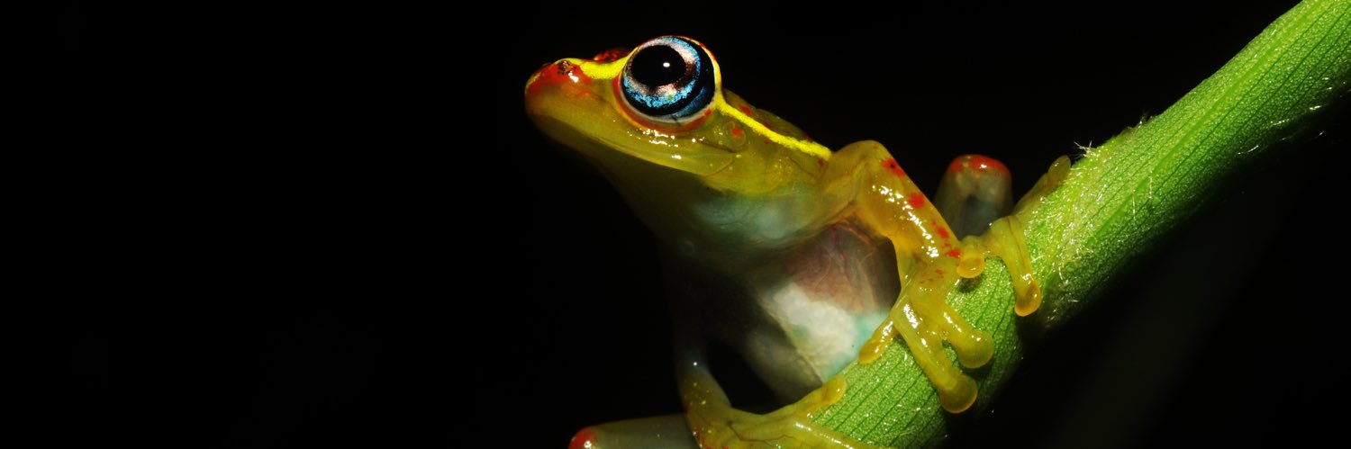 Gerardowildlink's profile banner image