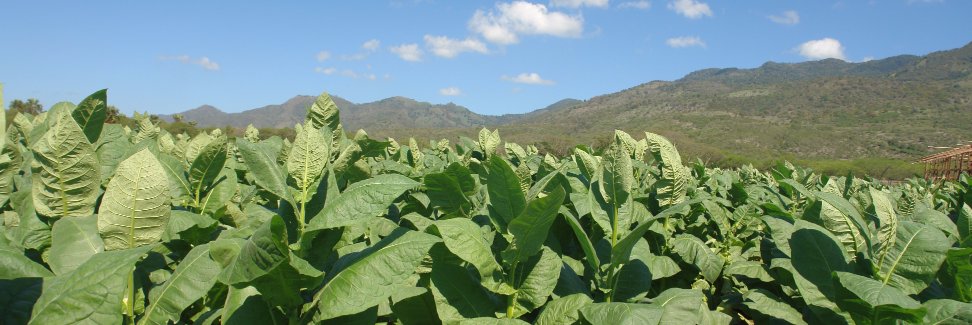 Cigarro Dominicano banner