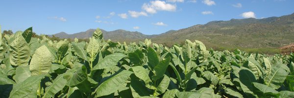 Cigardom Profile Banner