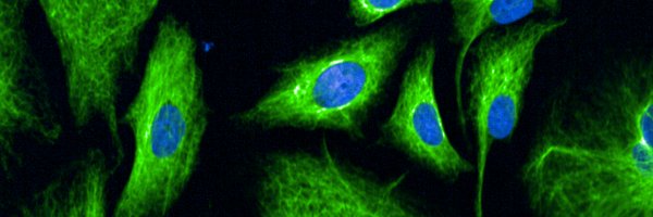 FerraiuoloLab Profile Banner