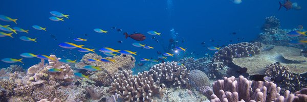 divedownbelow Profile Banner