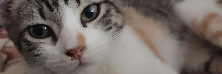𝕊𝕒𝕤𝕙𝕚 ♉︎ banner