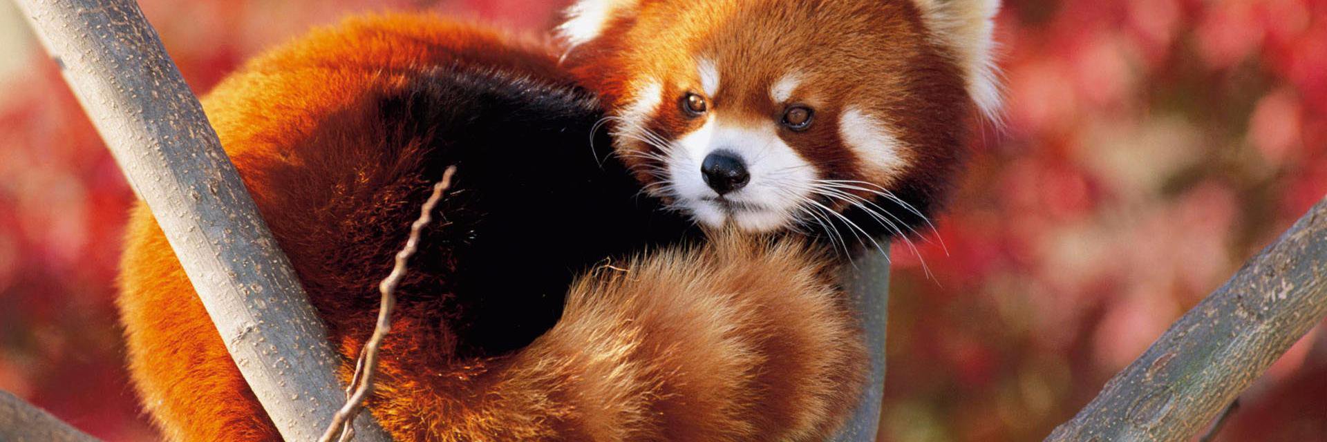 AlphaAndOsmegma's profile banner image