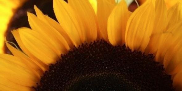 GraceKStueve's profile banner image