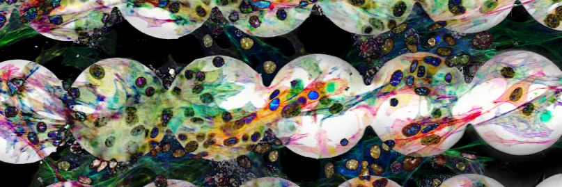 @SlangeLab@mas.to banner