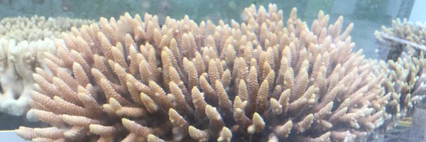 pacleves Profile Banner