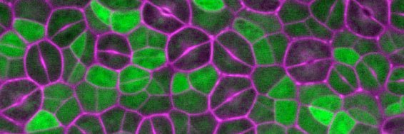 Torii Lab's banner