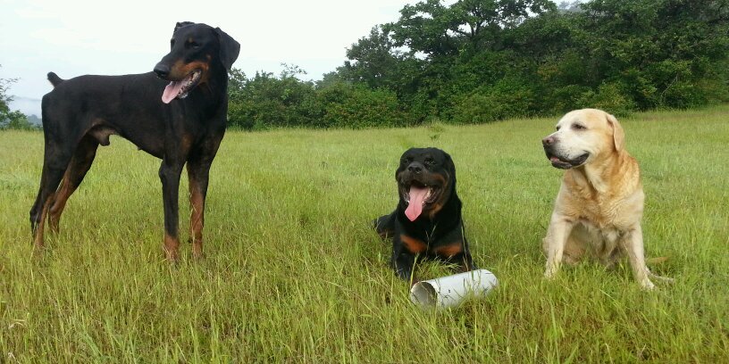 NITESH PANDEY banner