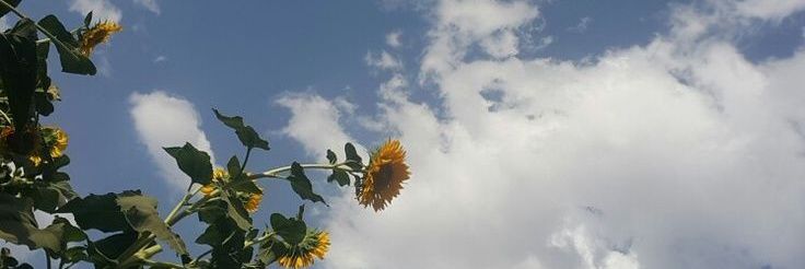 riaameliak's profile banner image