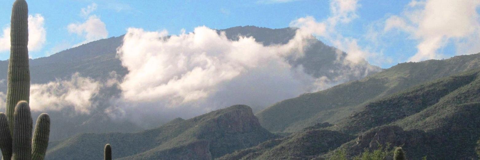 AtlanticKitFox's profile banner image