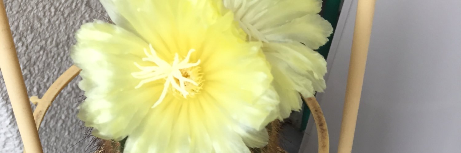 soundnuos's profile banner image