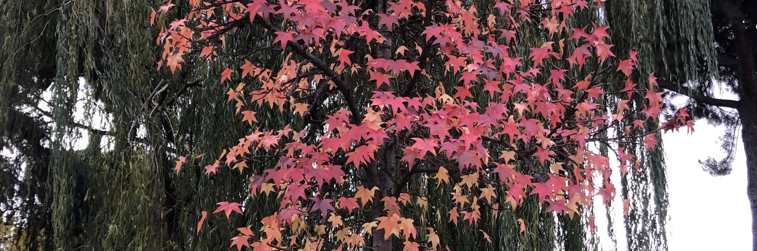 isape_lo's profile banner image