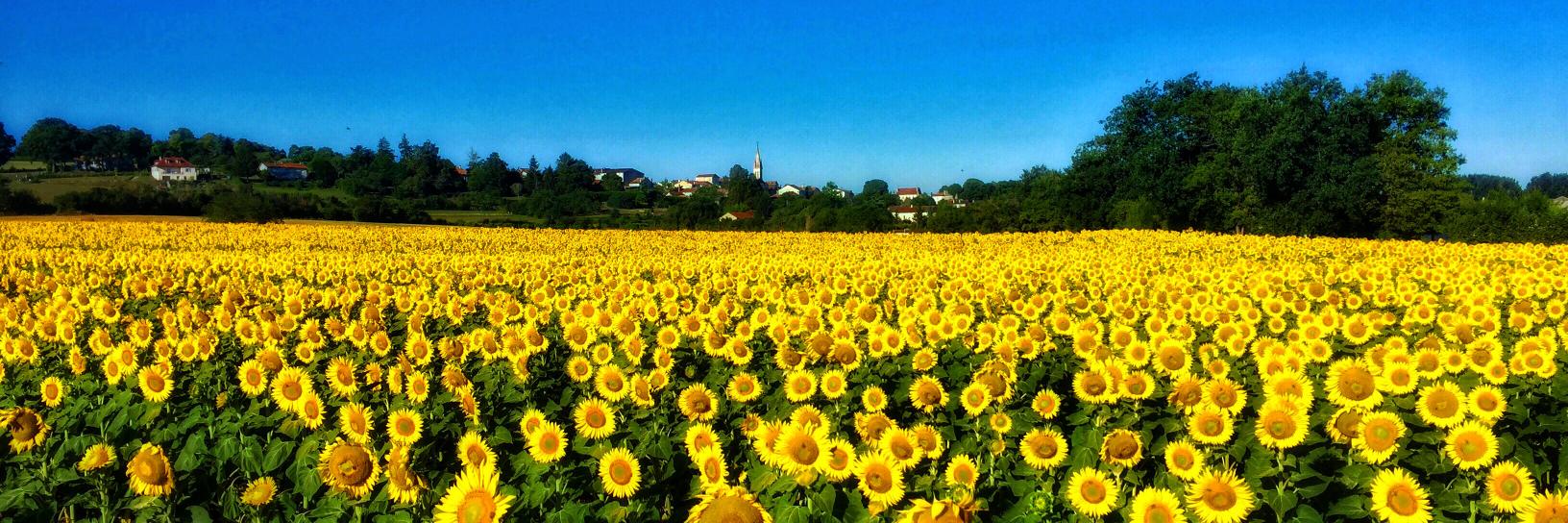 Sinead Jefferies banner
