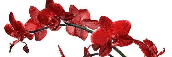 Aphrodhitye Profile Banner