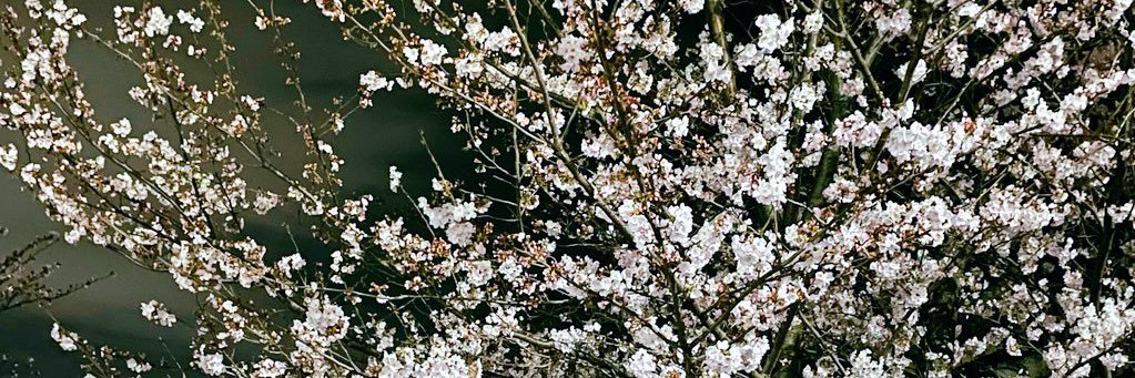 mirai_59_'s profile banner image