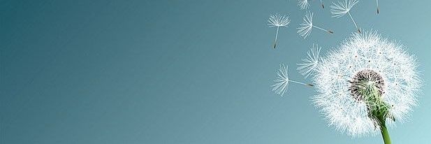 Alyse's banner