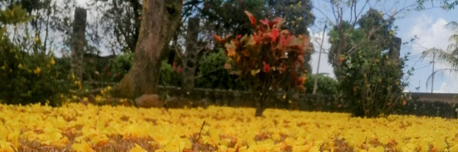 Catia Rojas Toro banner