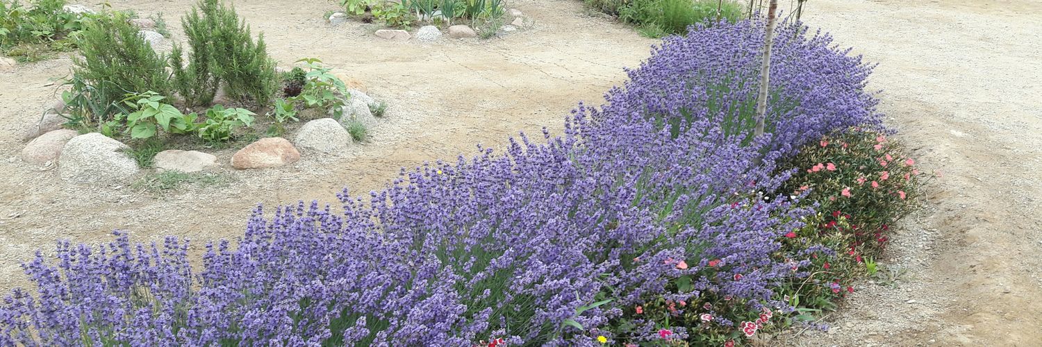 Donyacoliflor's profile banner image
