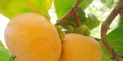 snahsnah2's profile banner image