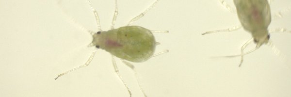 gravino_matteo Profile Banner