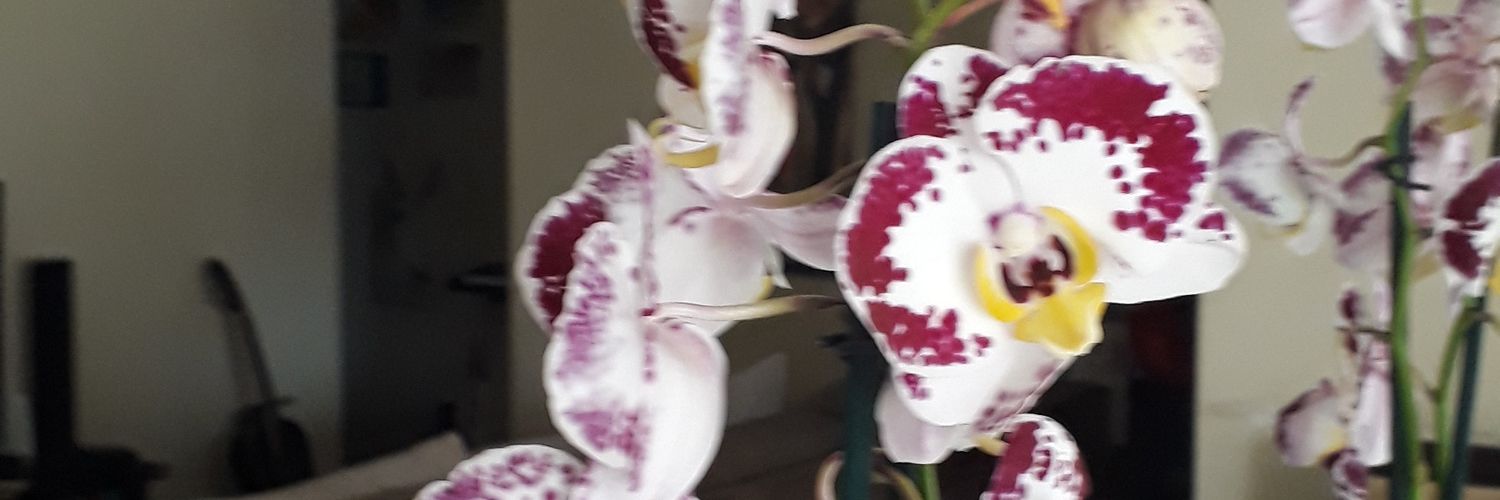 fernandasbmelo's profile banner image