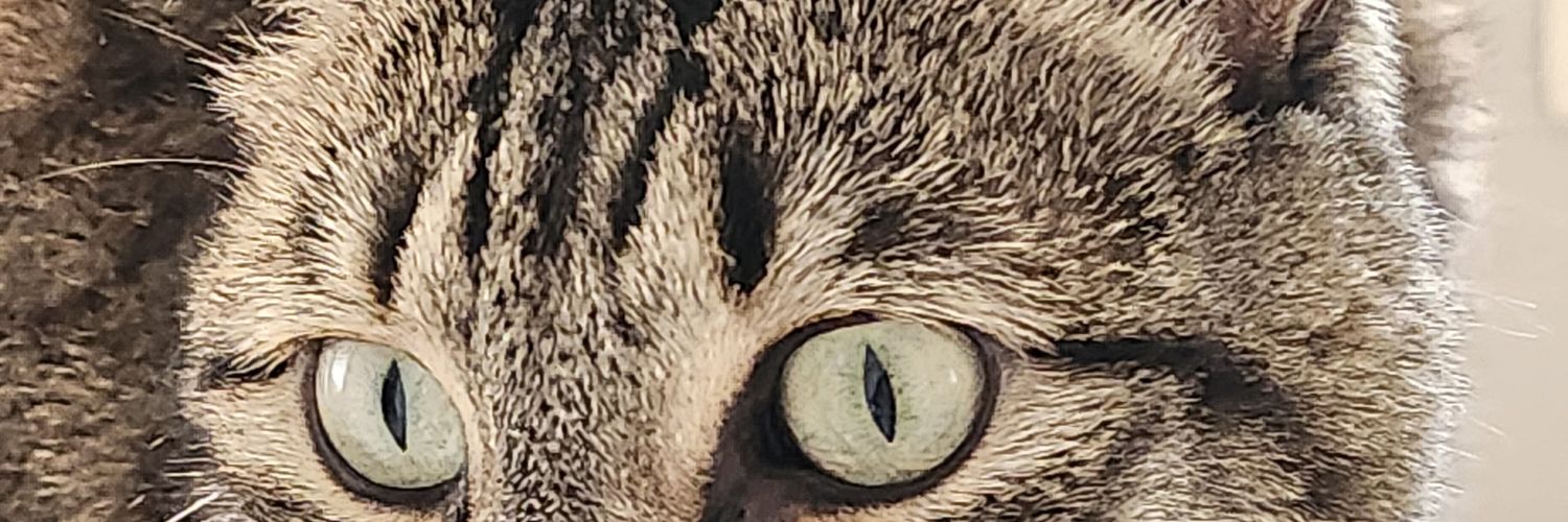 luna23644's profile banner image