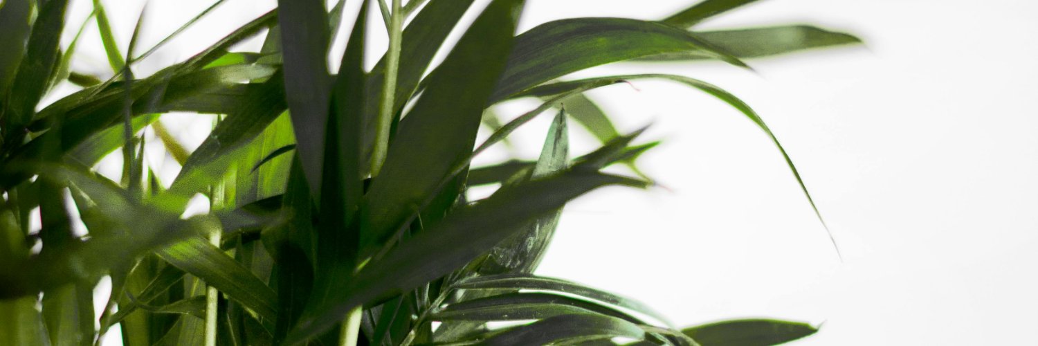 Kaylee Clark banner