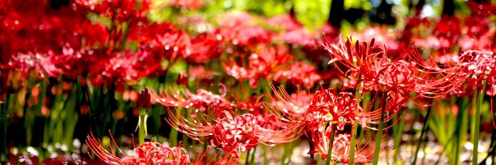 🦋🕸ちま🕸🦋 banner