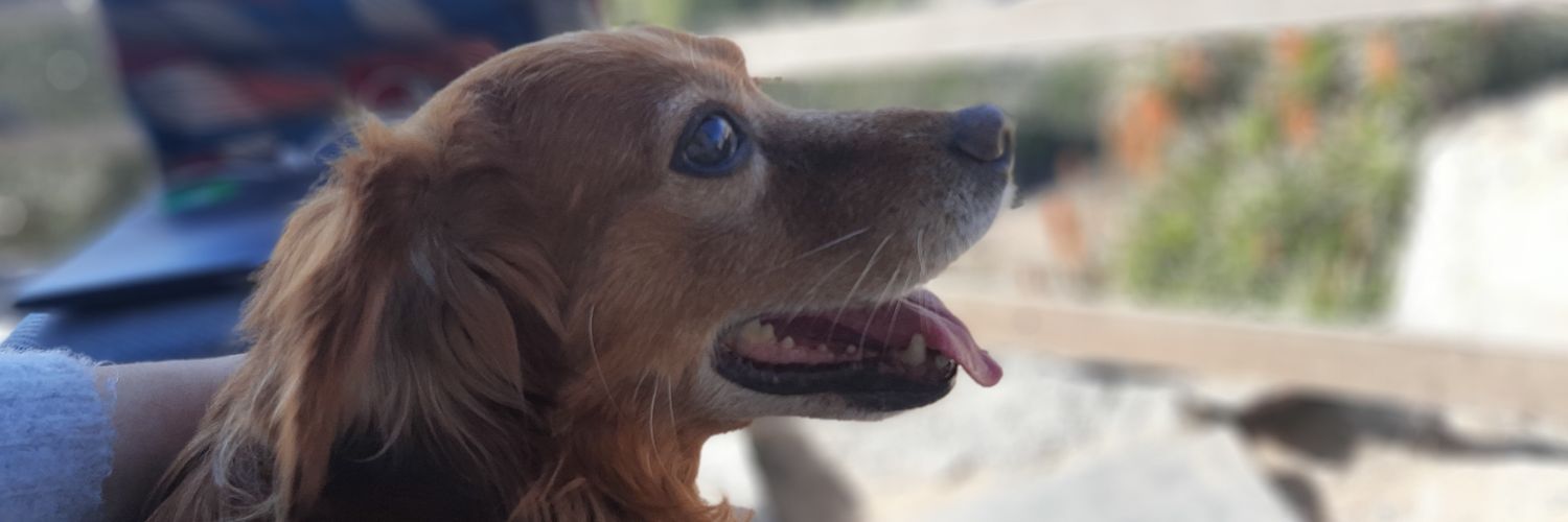 Rocastilloal's profile banner image