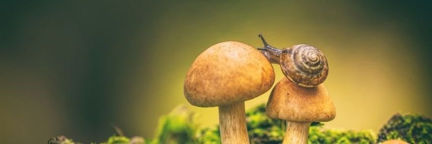 М. banner