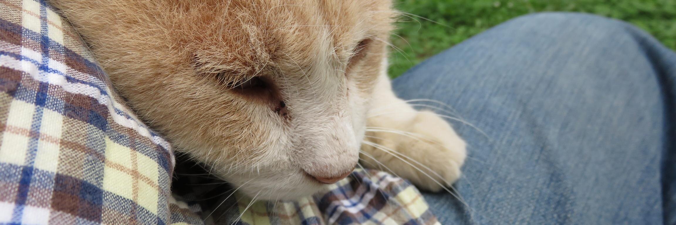 くわっぱさん banner