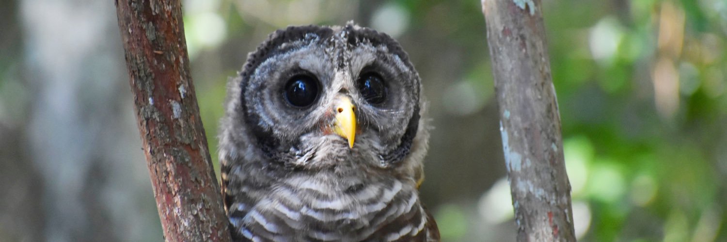 Steph Post 𓅩 banner