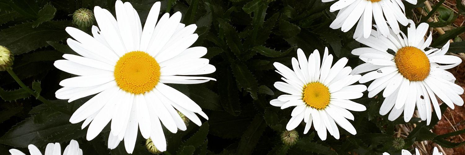 raadszz's profile banner image