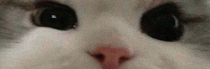 𝙭𝙭𝙖𝙫𝙞𝙚𝙧𝙞𝙖.𝙥𝙞𝙘 banner