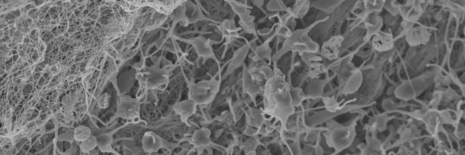 Dr. Julia S. Gauer banner