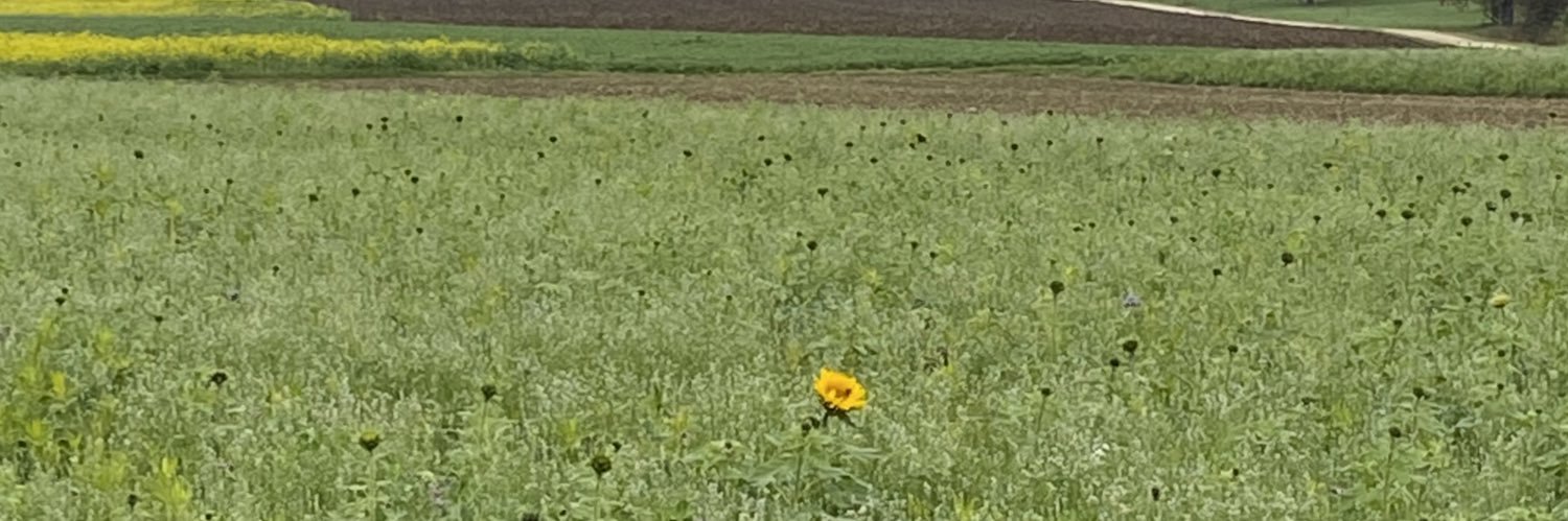 bunoli's profile banner image