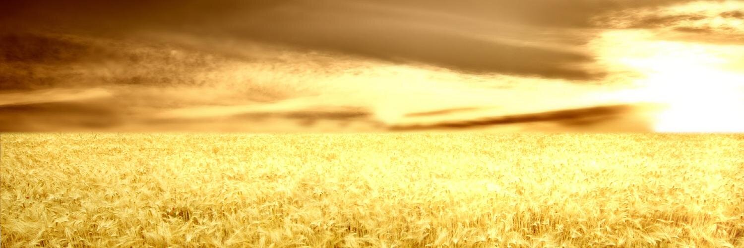 ppvida's profile banner image