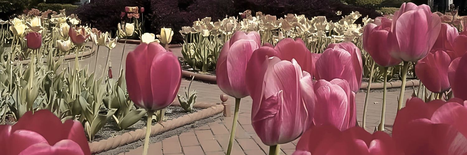 belle's banner